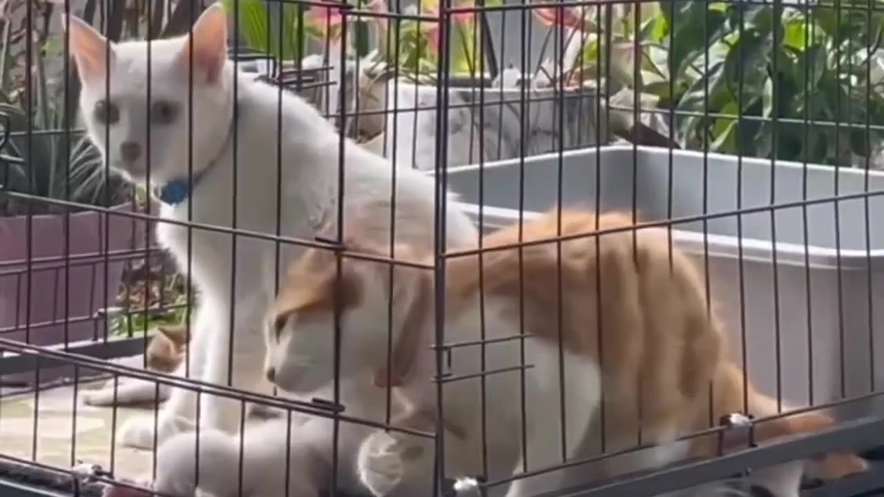 Funny animal videos 2024