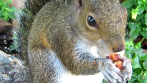 Cute animal eating a fruit on the tree