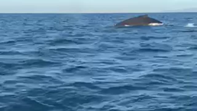 MASSIVE Humpback Whale Breaches in Mexico