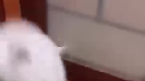cute cats
