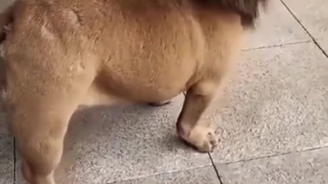 My Funny Lion dog