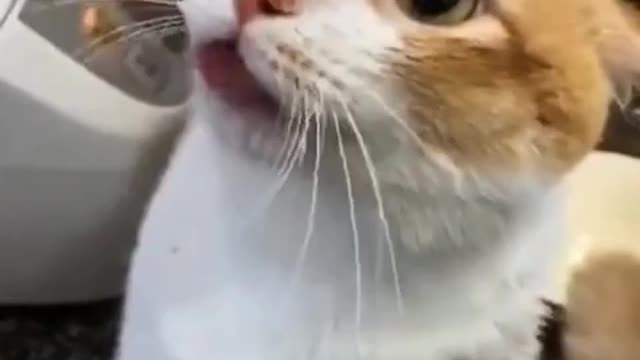 Kitten scolding his Owner for petting