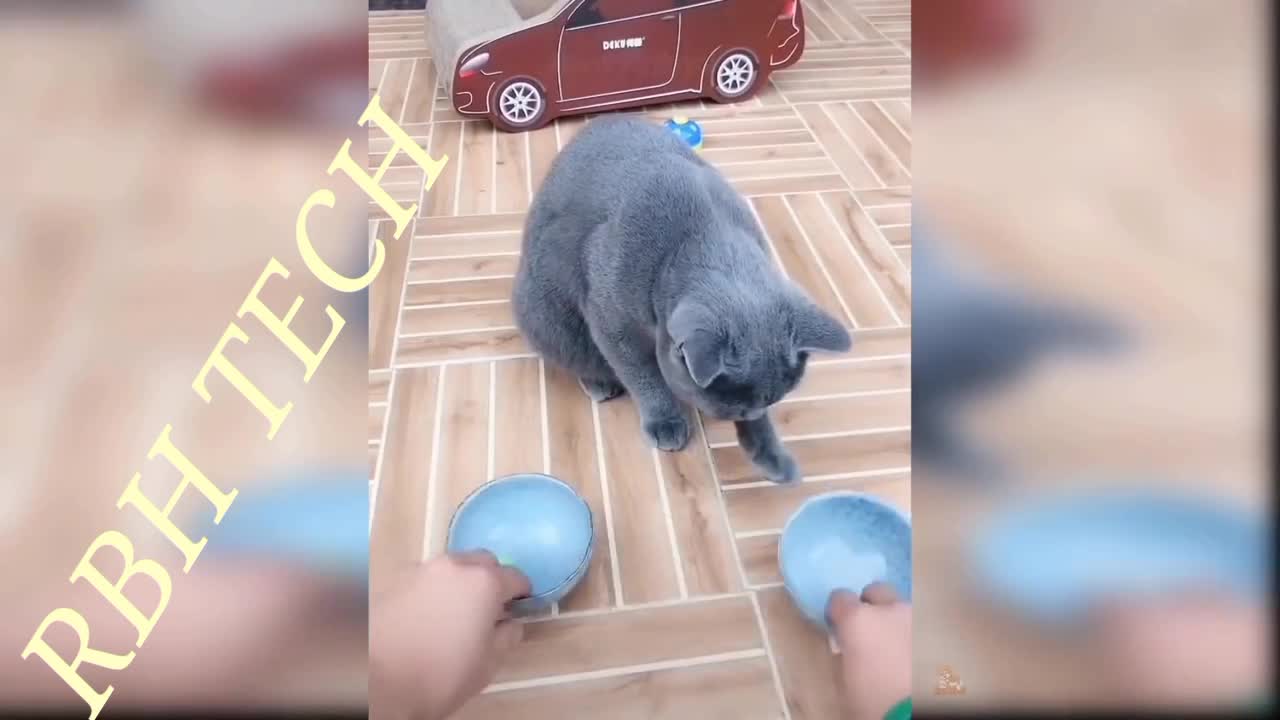 Cute and Funny Cat WATCH HERE