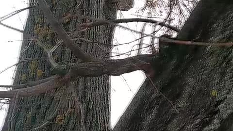 Man Rescues Kitten from Tree with Rake