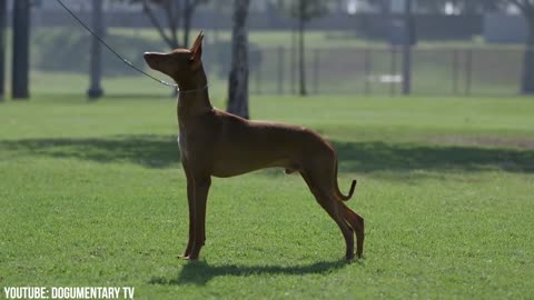 10 most expensive dog