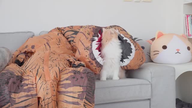 Gatos VS Dinosaurio 😂 - Funny Cats Life