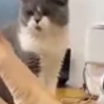 1.🥰🥰🥰🐈😺🐈😺fun time