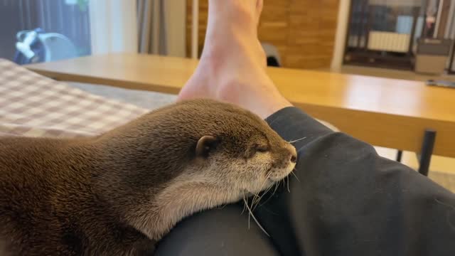 otter uses its owner as a pillow after welcoming him into its home.