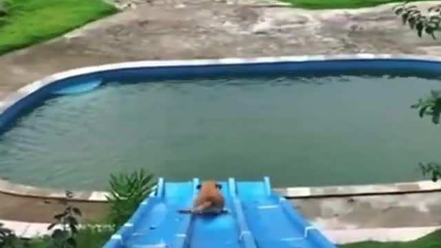 Funny Dog goes down an extremely long water slide!!!