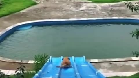 Funny Dog goes down an extremely long water slide!!!