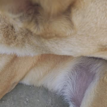 that's my real puppy so cute. 😇