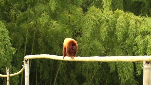 Howler Monkey life