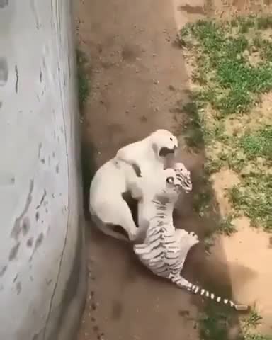 Comedy video scenes 😂😂😛😛