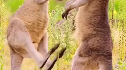 Angry animal fights 1