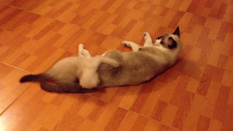 Funny and very active cats