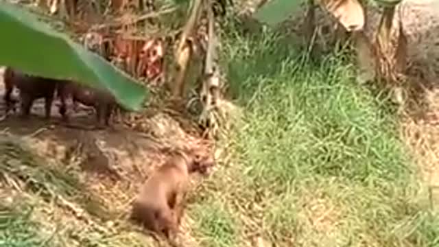 The weather is too hot, river bathing dogs