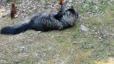Funny Cats, Dogs, Birds, and other Animals