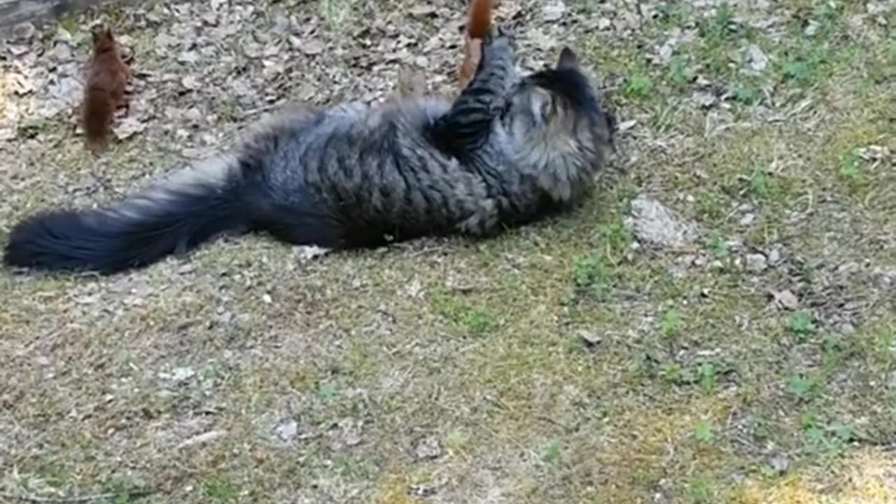 Funny Cats, Dogs, Birds, and other Animals