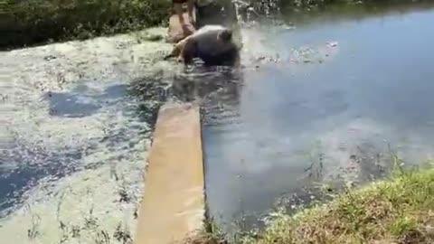 Kid falls into lake