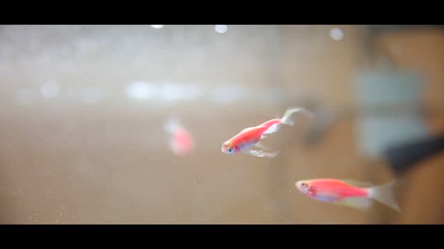 Aquarium Fish Swimming Finned Fins Current Drift
