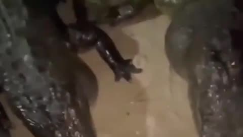 Terrifying Man Opens His Tent And Sees A Gang Of Alligators