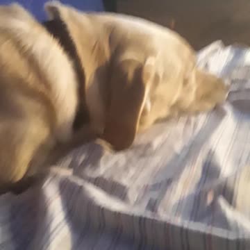 cute dog sleeping pt 5