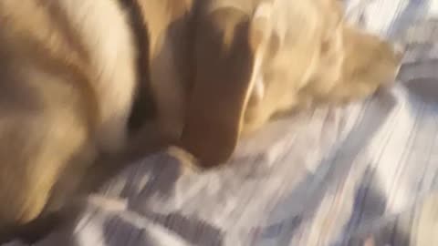 cute dog sleeping pt 5