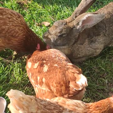 Rabbit and Chicken Share Brezel