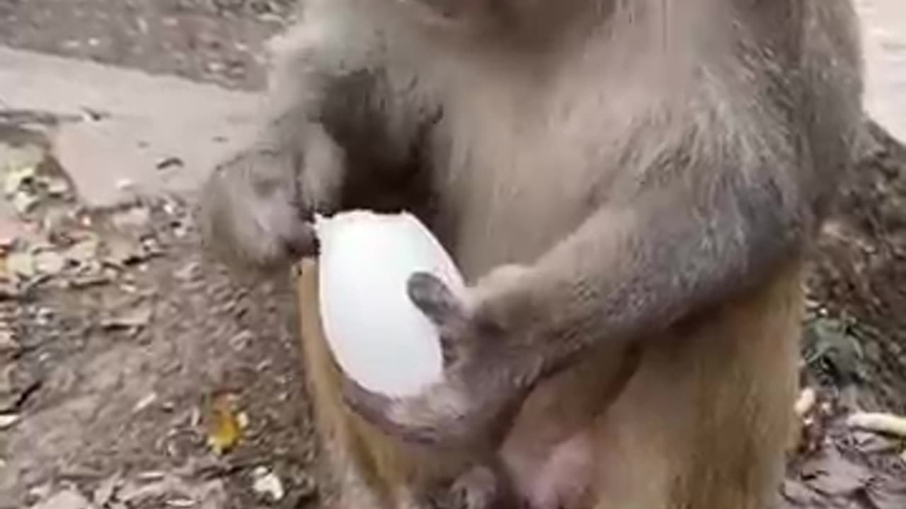 Funny monkey part 1