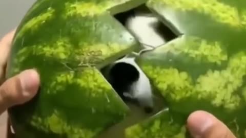 Cute Doggie Emerges From Watermelon