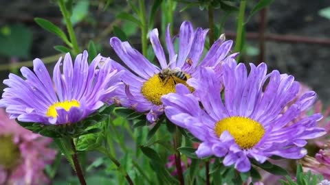 The beautiful sea of flowers brings you good mood