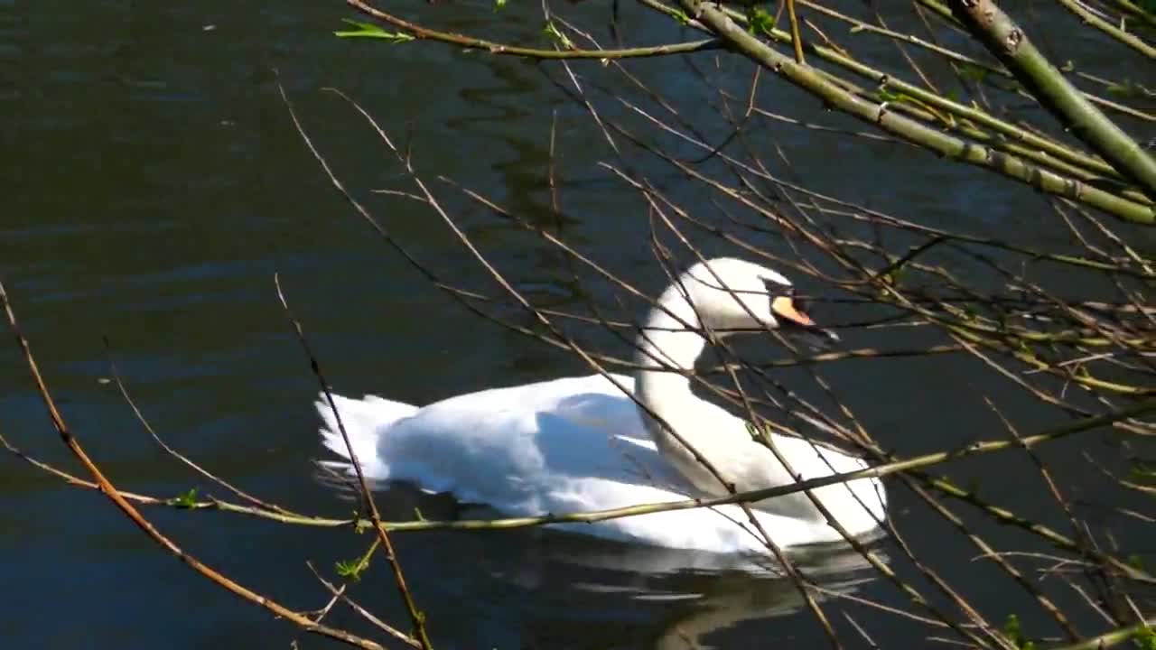 tundra swan