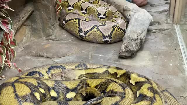 Big snakes need a big meal