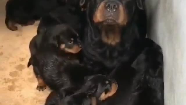 Rottweilers overloaded...amazing pitbull