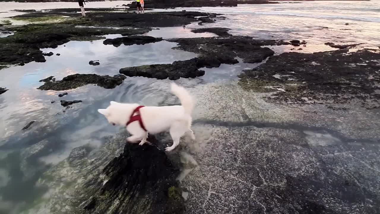 Watch How This Cute Puppy Loves River Water - Joyful Moments!