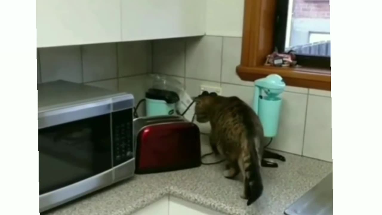 Cat dog funny video 😂