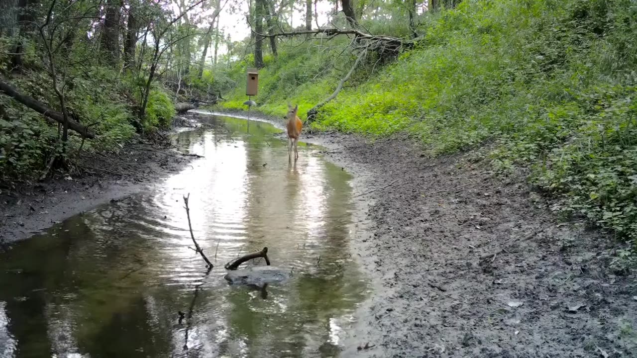 Trail Cam Captures Fawn's Zoomies