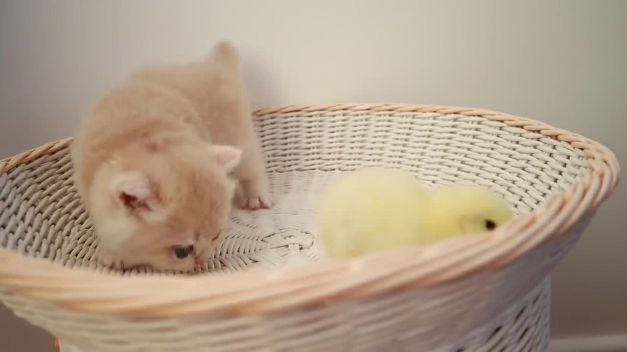 Cute kitten playing with chicks