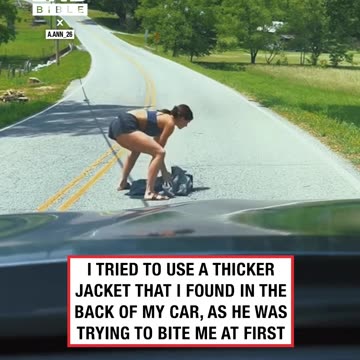 Woman helps injured raccoon off hot road 🦝