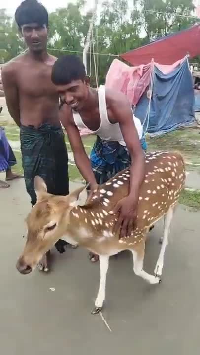 God willing, he can't see the cow. Allah created this calf like a deer