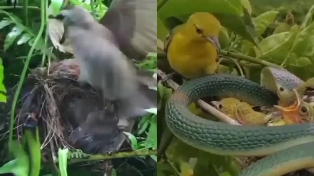 Mother always save his kids in any situation. Must watch this video