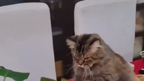 funny cat having fun with the plant