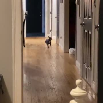 Adorable Chihuahua has the most iconic walk ever