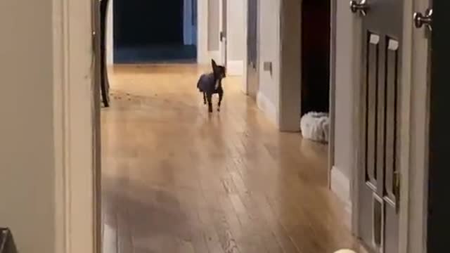 Adorable Chihuahua has the most iconic walk ever