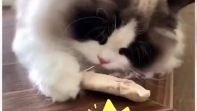 Cute cat playing