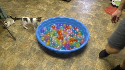 Cate kittens play in ball pit