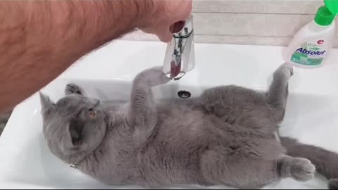 My insolent cat lies in the washbasin