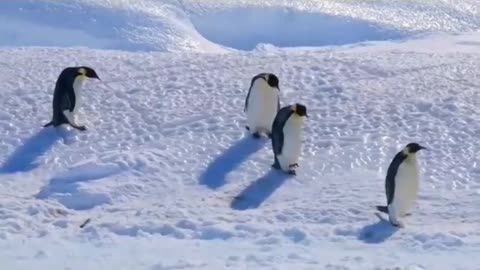 The footage of the baby penguins wrestling moment