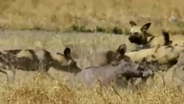 WILD ANIMALS HUNTING PREY COMPILATION RELAX FOR LIFE ​​​#29