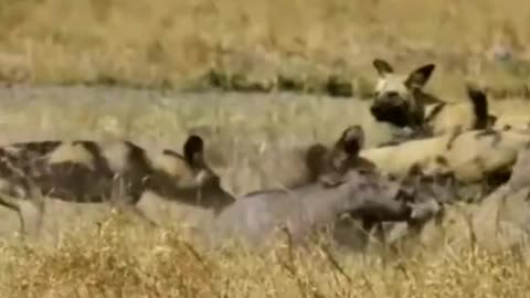 WILD ANIMALS HUNTING PREY COMPILATION RELAX FOR LIFE ​​​#29